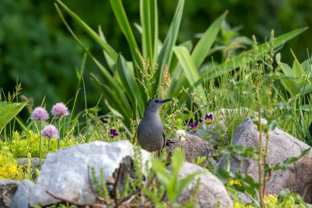 Grape jelly and berry shrubs attract grey catbirds to your yard.