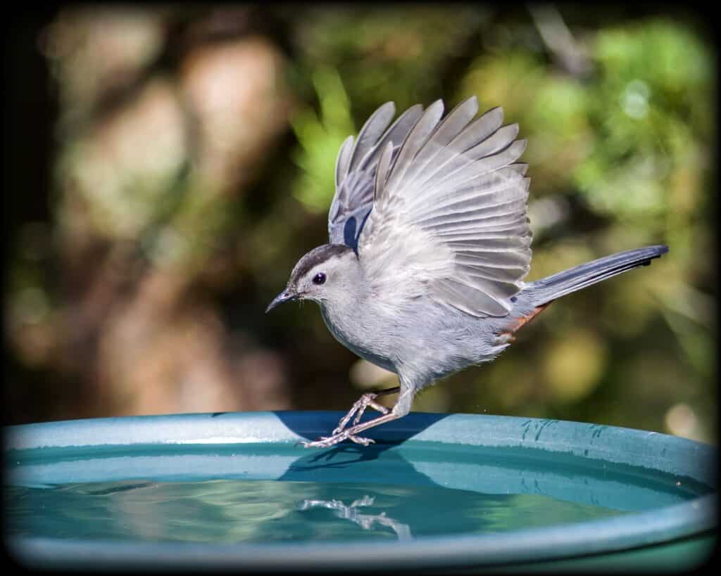 mockingbird vs catbird