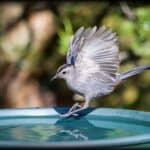 Gray Catbird
