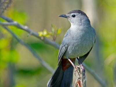 Gray Catbird Picture