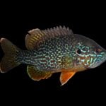 Green Sunfish