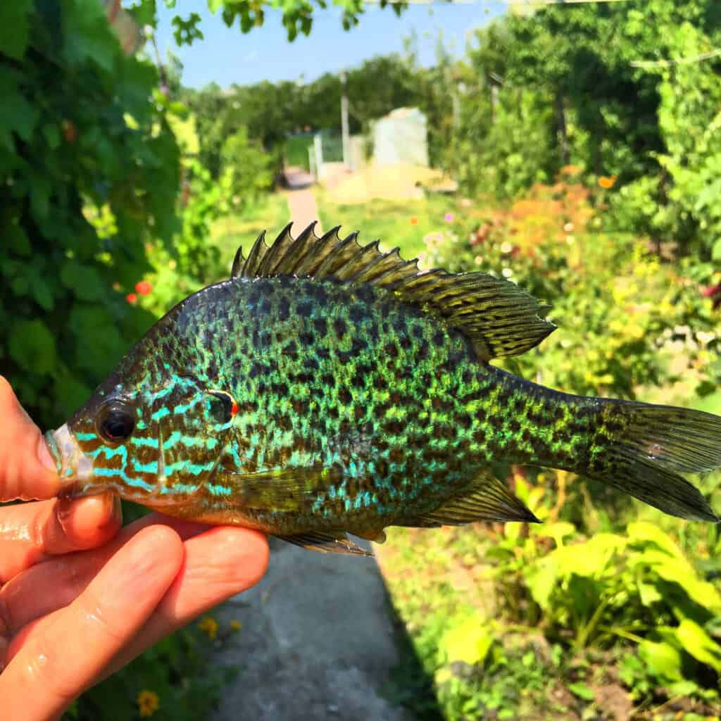 freshwater sunfish