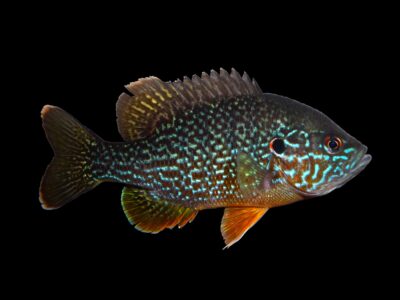 A Green Sunfish