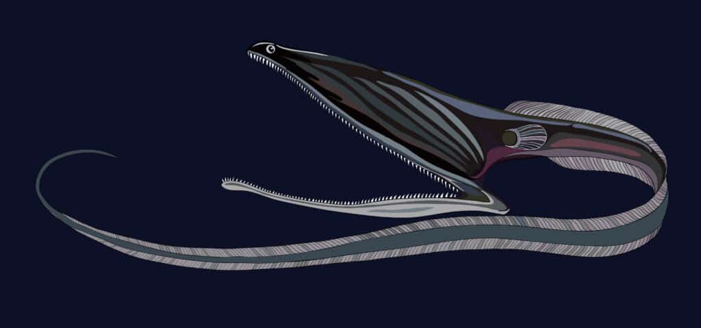 Gulper Eel Eating