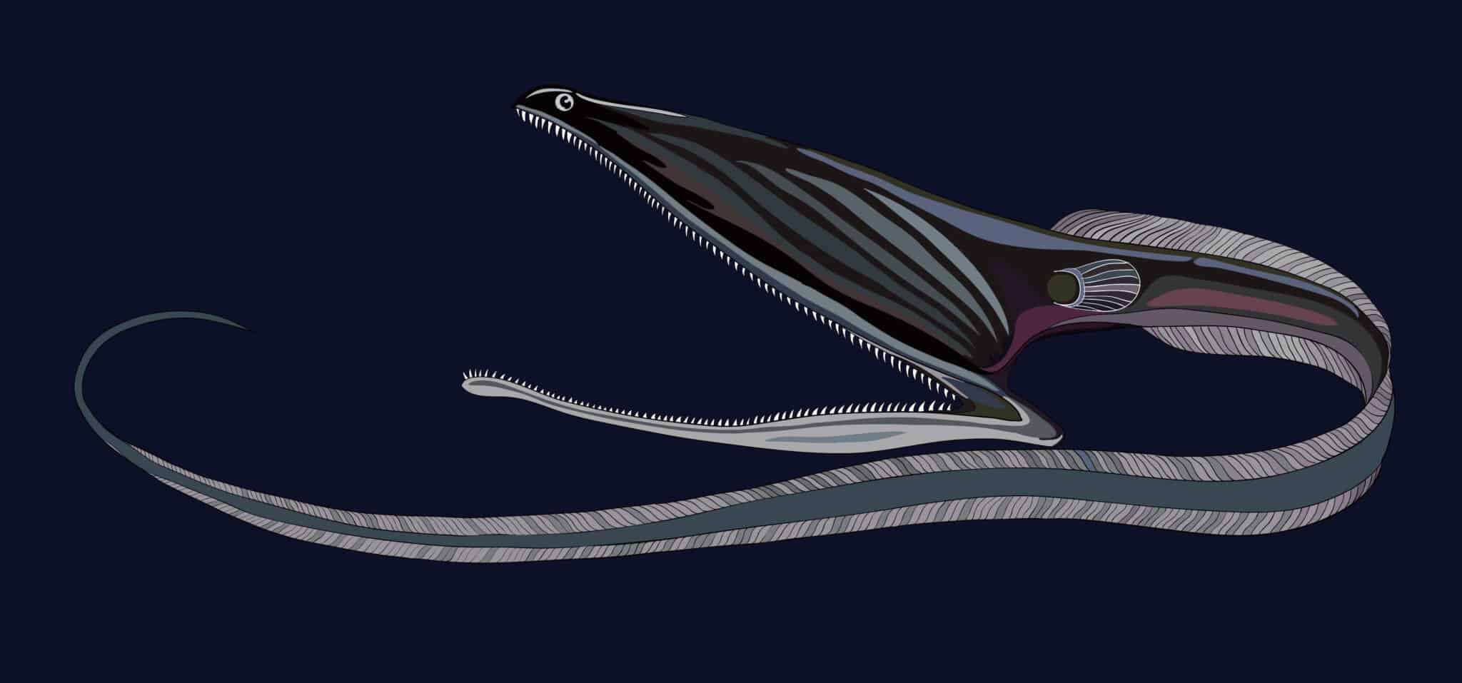 Gulper Eel Animal Facts - Eurypharynx pelecanoides - A-Z Animals