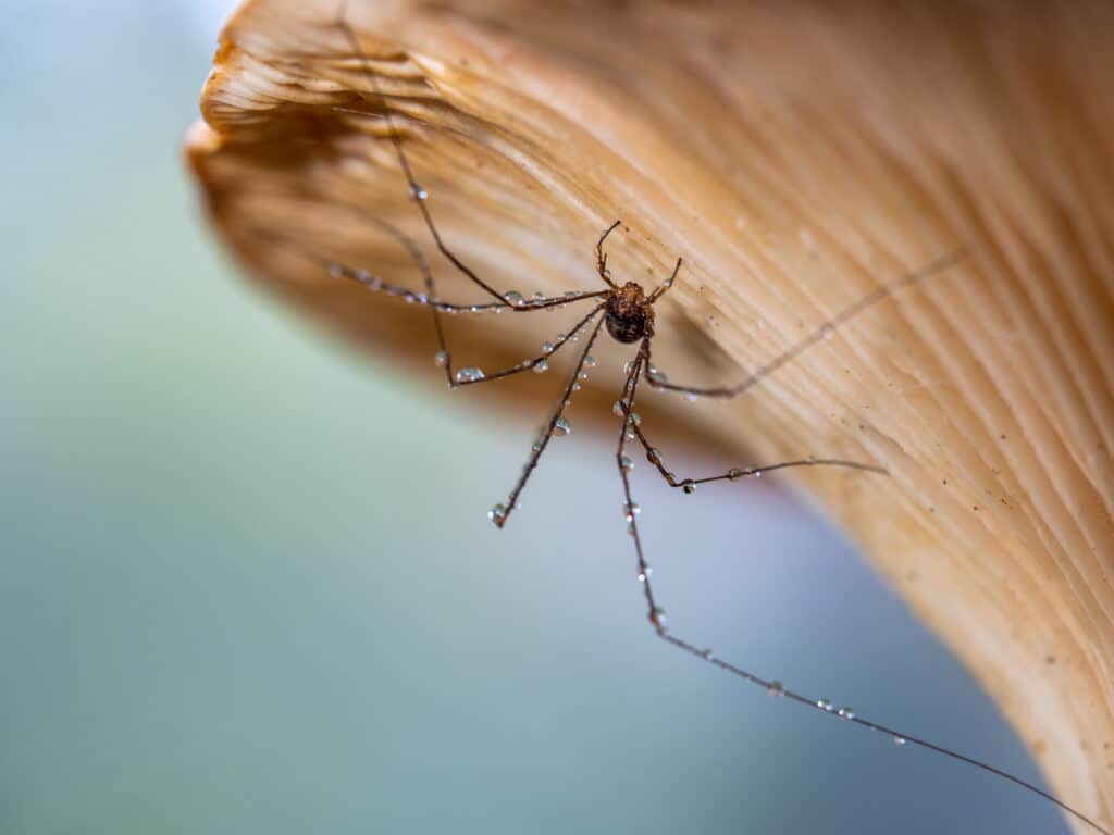 Harvestman Spider Hiding from Rain Under Mushroom