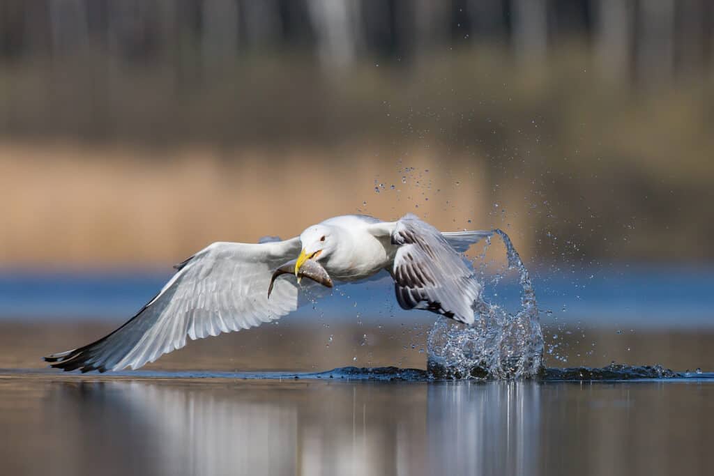 The most remarkable difference between a herring gull and a seagull is that a herring goal is often more prominent.