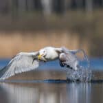Herring gull