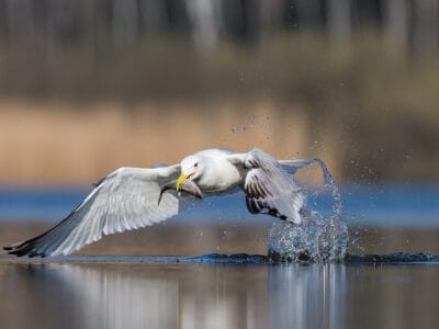 Herring Gull Picture