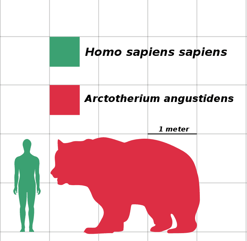 Homo sapiens VS Arctotherium angustidens size comparison