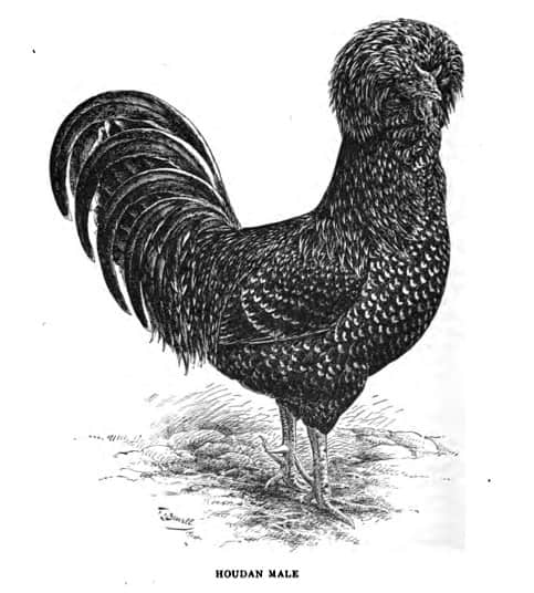 The Houdan chicken, or Poule de Houdan as it is known in France, was named after the small town where it originated.