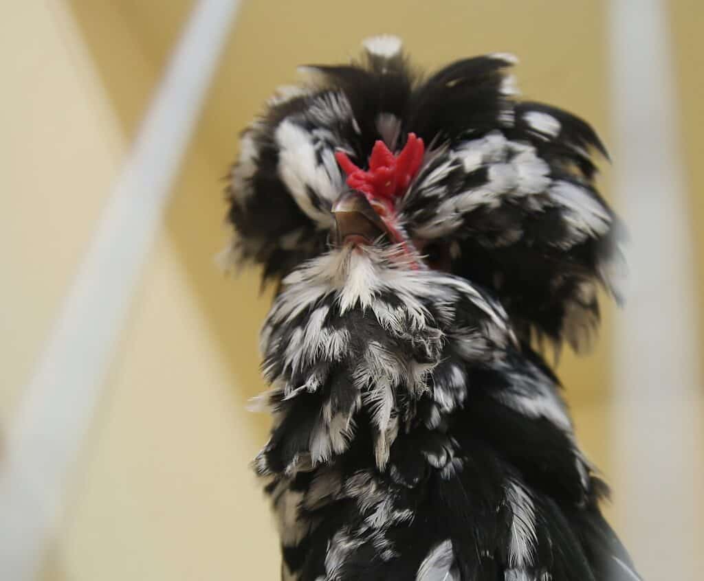 Houdan chickens have short, pinkish-white legs and feet with five toes on each foot instead of the usual four.