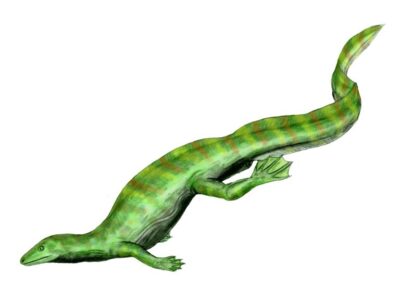 A Meet the Foot Long Reptile With Webbed Feet and a Lizard Head That Used to Roam the Earth