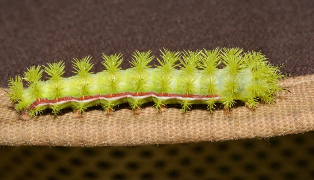 IO Moth Caterpillar