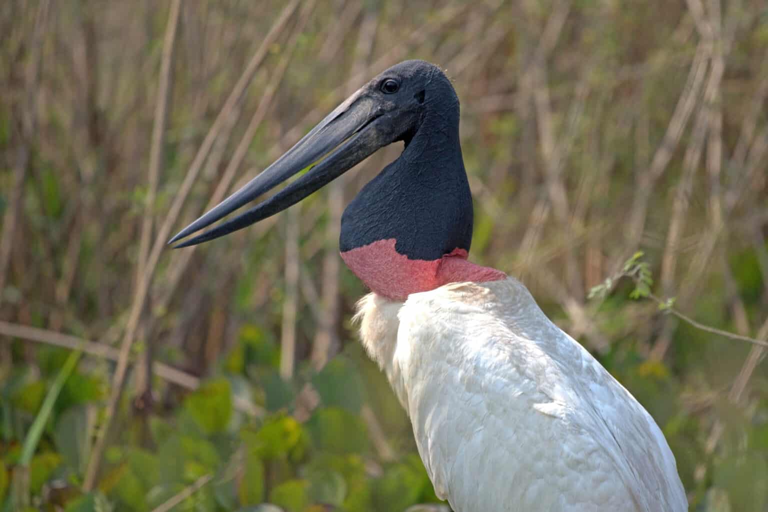 Jabiru - A-Z Animals