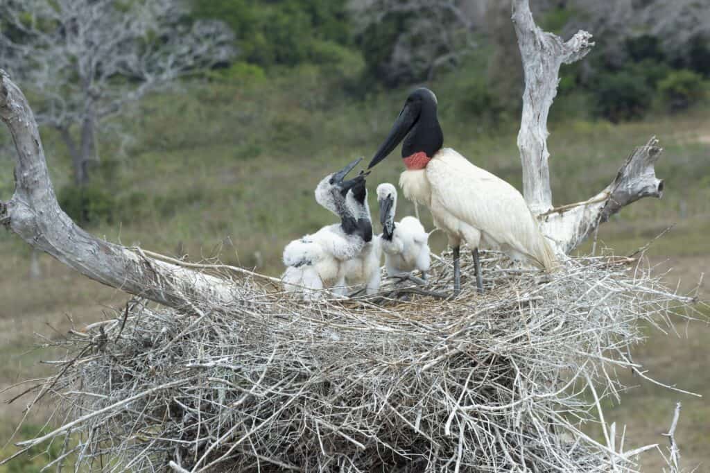 Jabiru