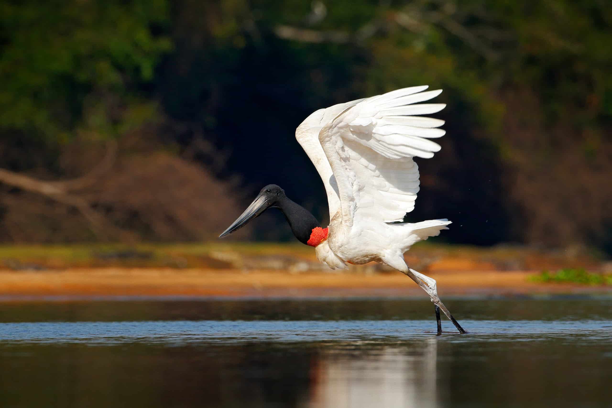 jabiru