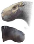 Giant rodent