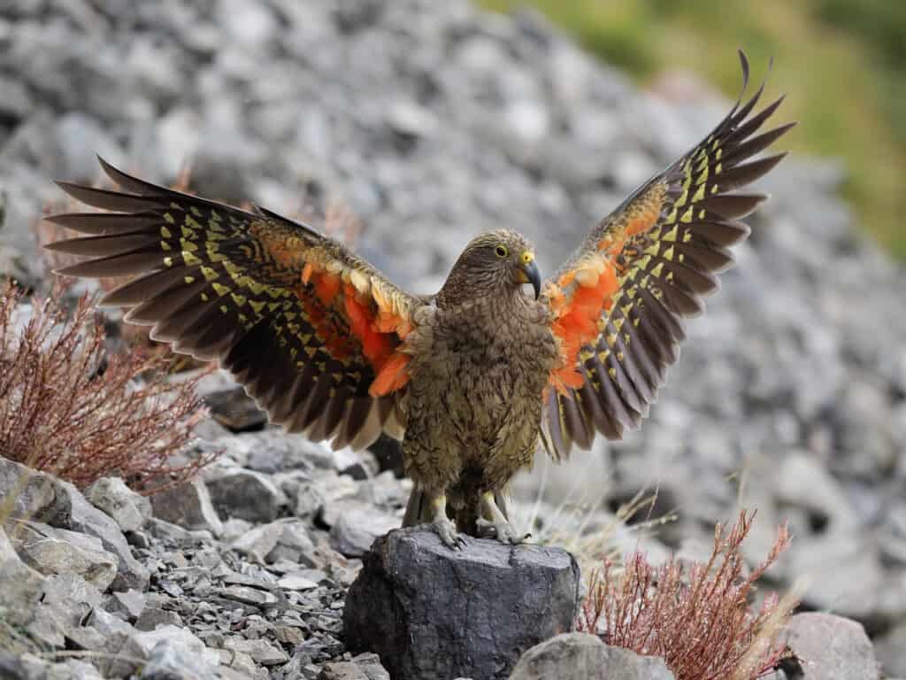 A Kea bird with its wings spread