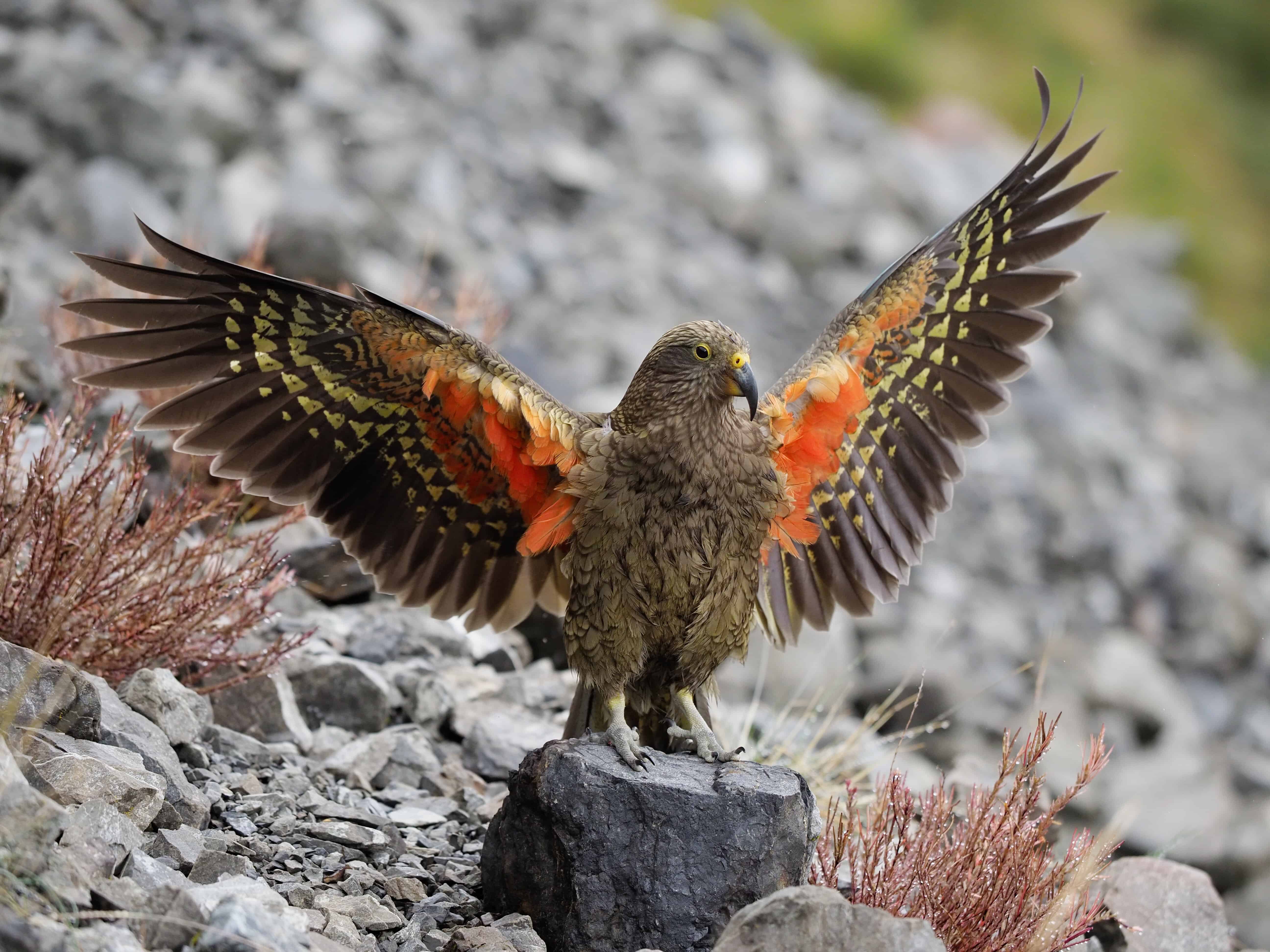 Kea Parrot