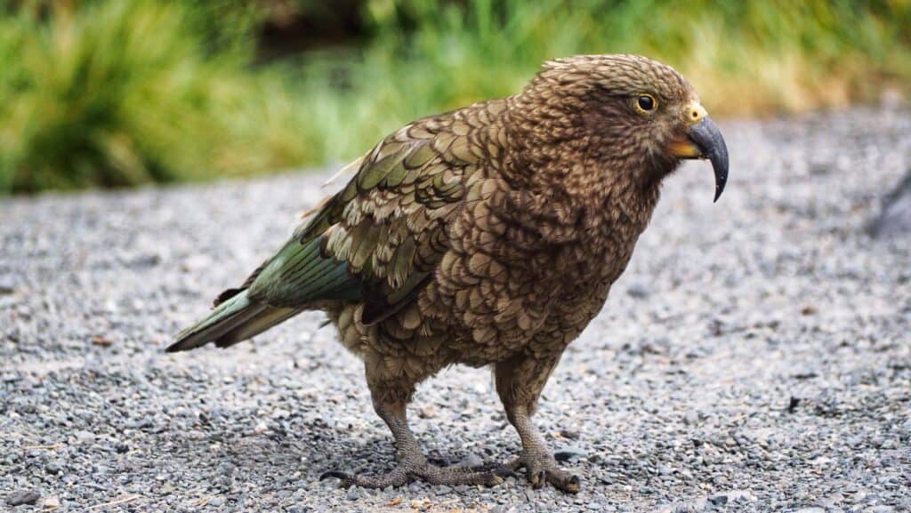 A Kea bird on a road.