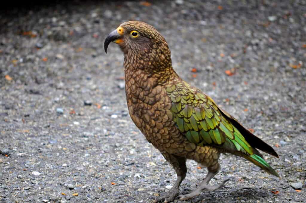 A Kea on a road in New Zealand