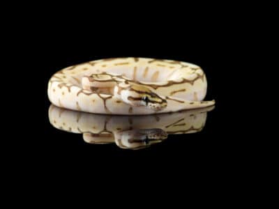 A Killer Clown Ball Python