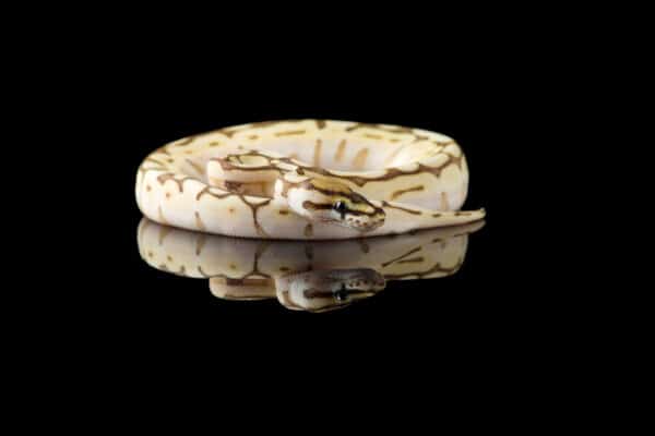 Killer Clown Ball Python Animal Facts - Python regius - A-Z Animals