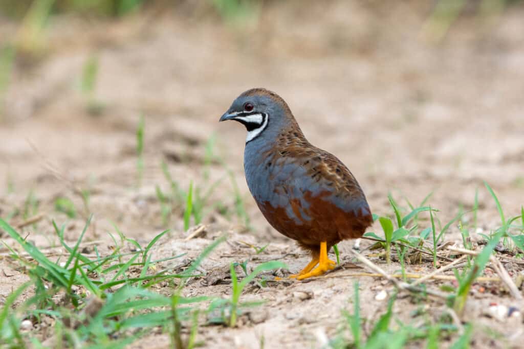 King quail