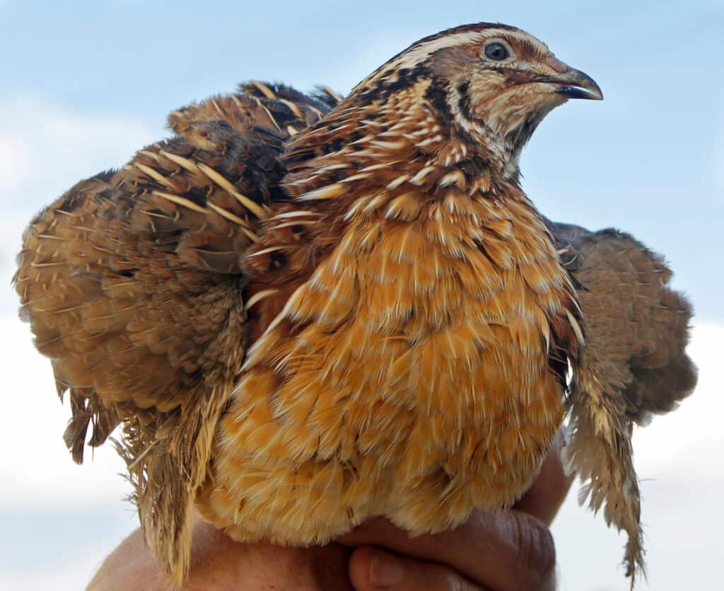 King Quails