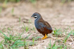King quail