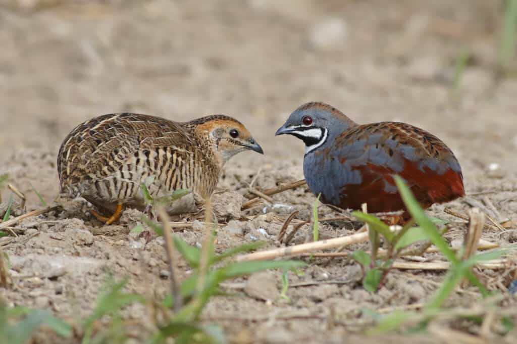 King quail