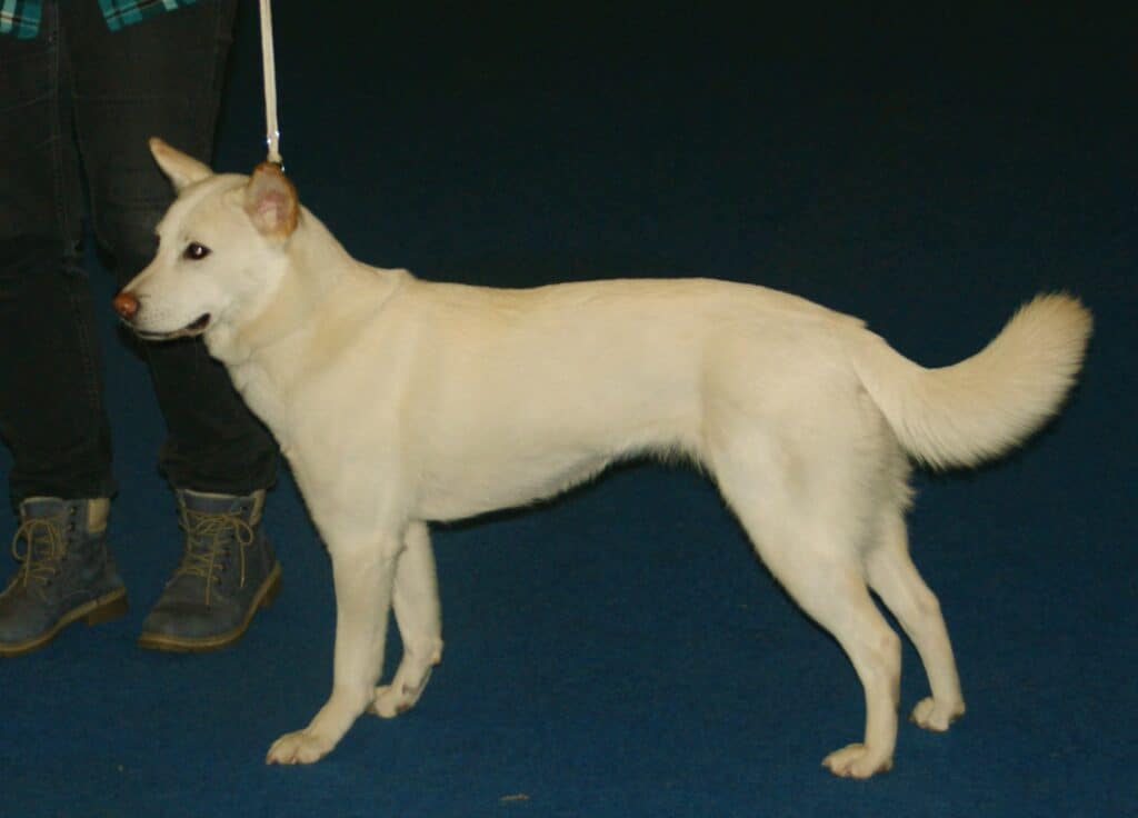 Korean Jindo