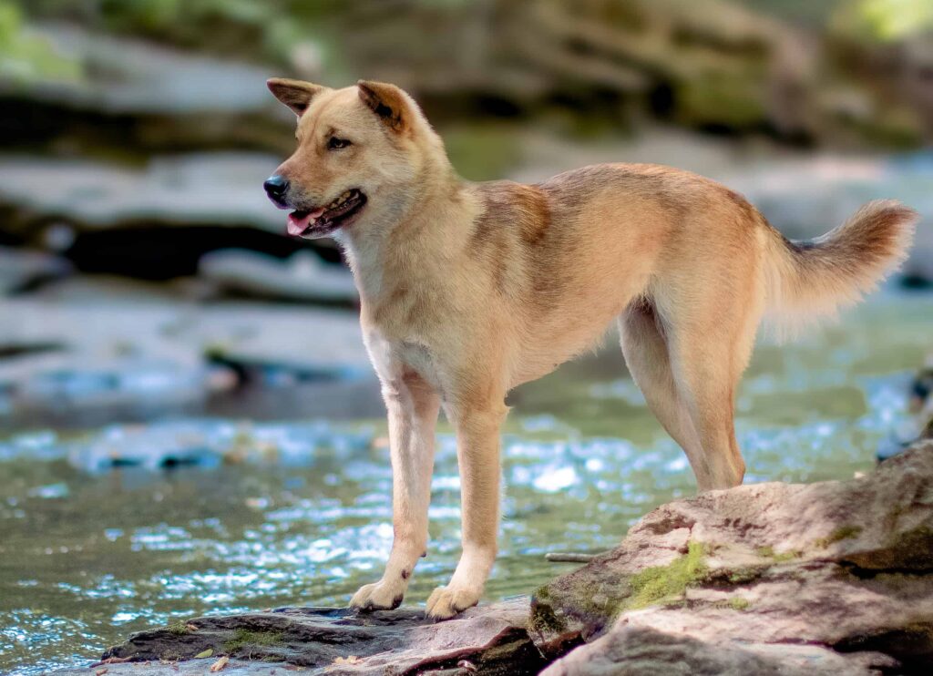 Korean jindo german shepherd hot sale mix