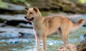 Korean Jindo