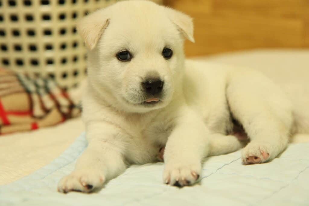 Korean Jindo puppy