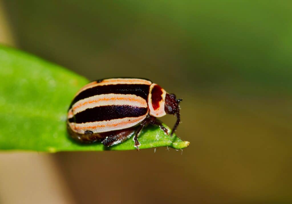 Kuschelina flea beetle genus on a leaf in Houston, TX. Species is found in the USA. Eye level macro with copy space