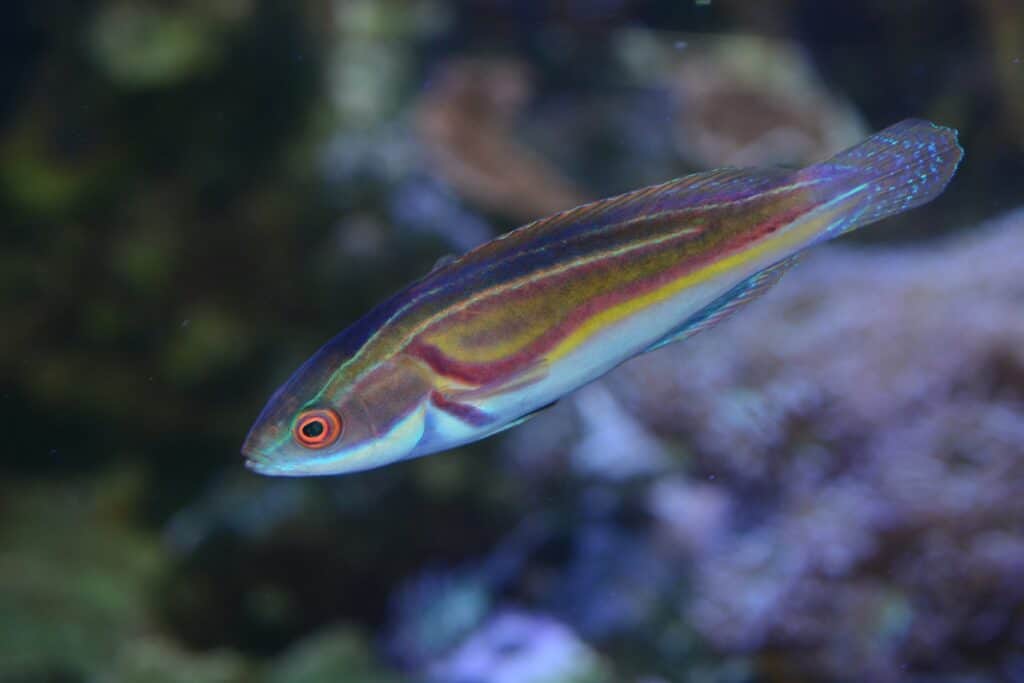 Labout's fairy wrasse