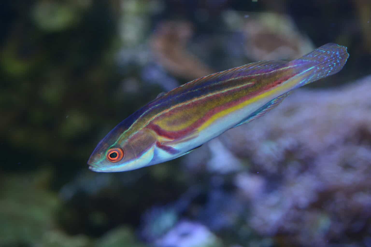 Explore 100+ Fish That Start with L (Common Names) - A-Z Animals