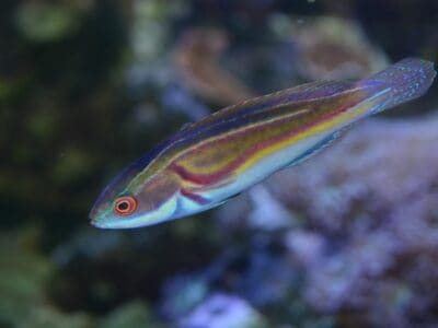 A Labout’s Fairy Wrasse
