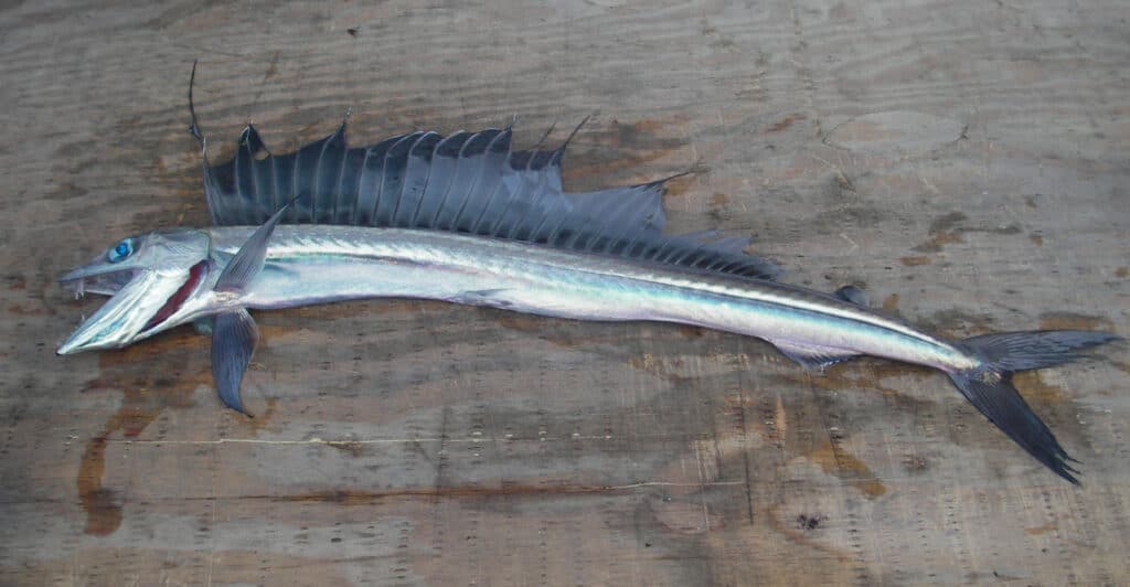 Lancetfish