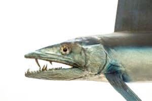 lancetfish