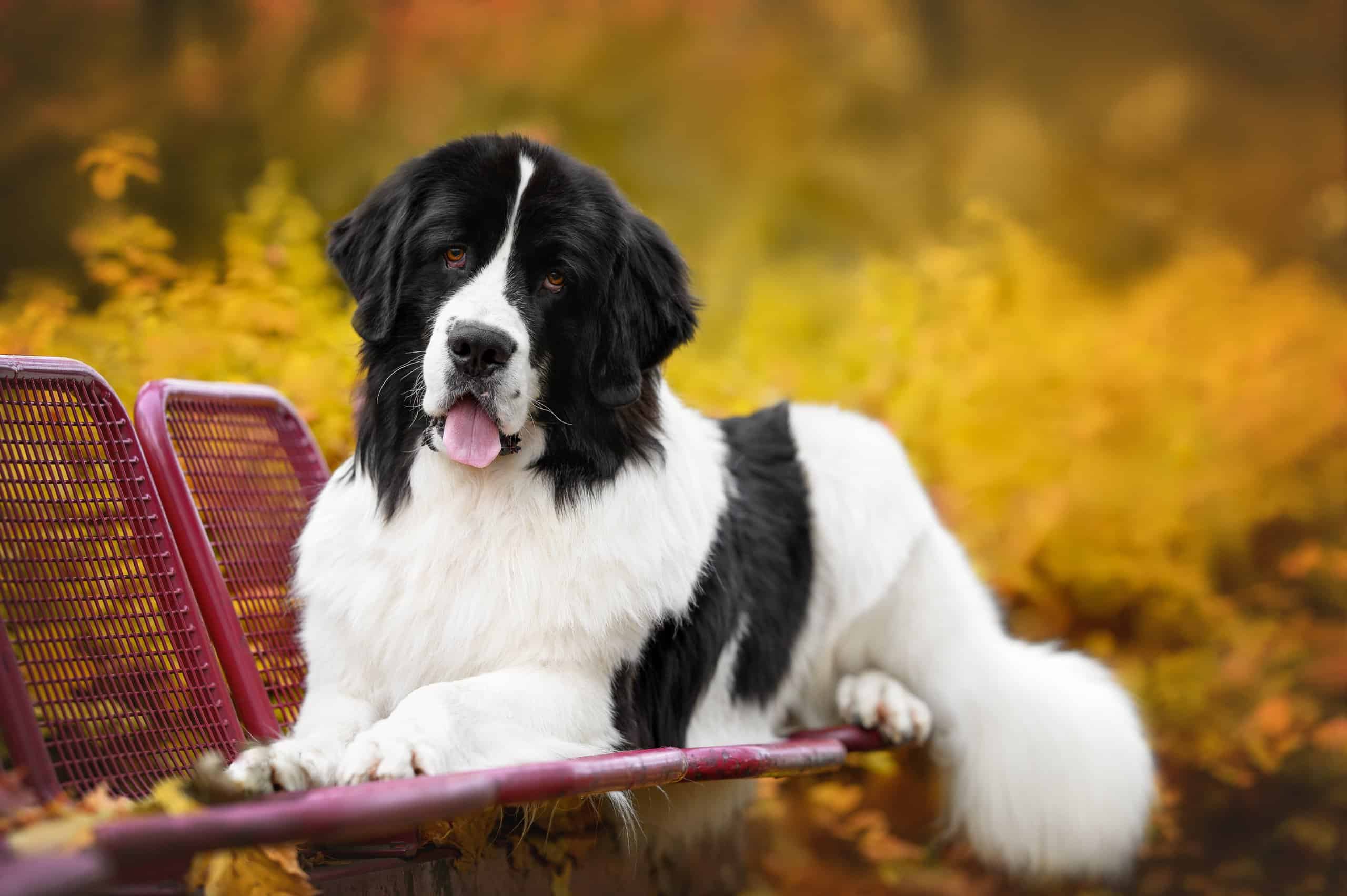 at what age do newfoundland puppies calm down