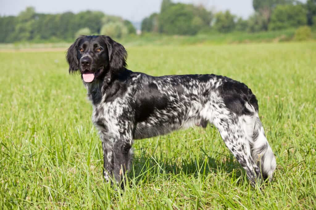 large munsterlander dog