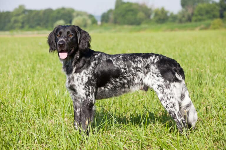 large munsterlander dog