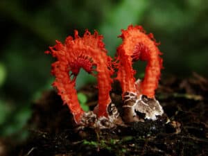 How to Get Rid of Stinkhorn Fungi Picture