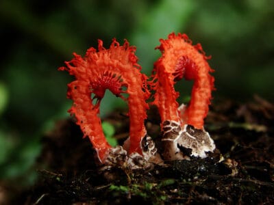 A How to Get Rid of Stinkhorn Fungi