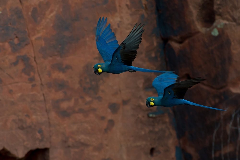 Lear's Macaw