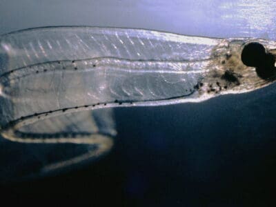 A Leptocephalus