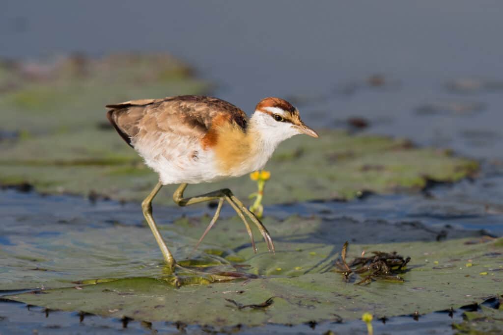Lesser Jacana